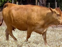Lote 72