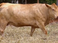 Lote 73
