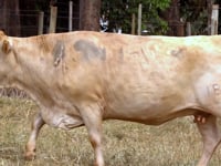 Lote 74