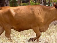 Lote 76