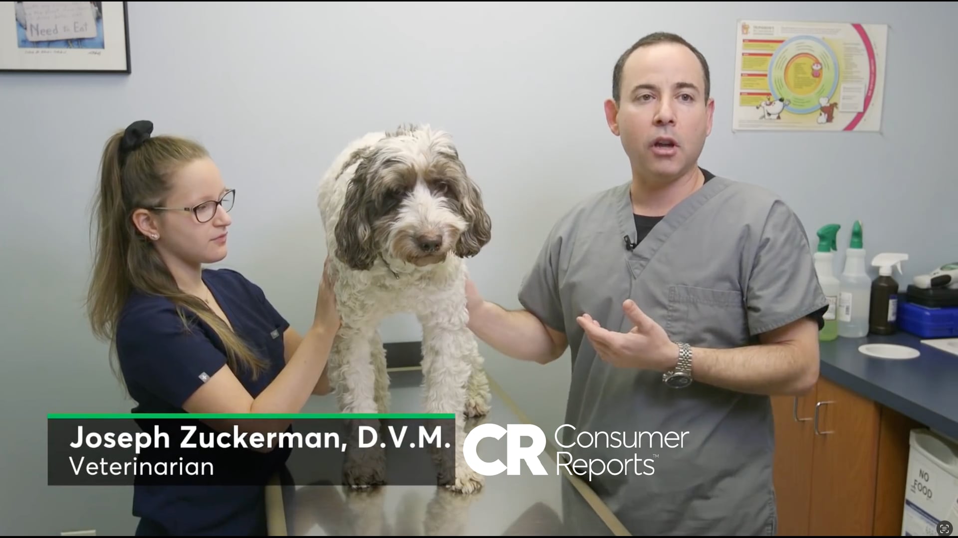 CBD for Your Pet? | Consumer Reports