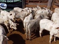 Lote 03