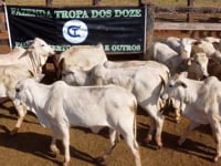 Lote 04