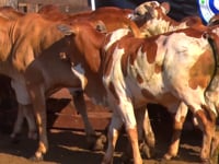 Lote 06