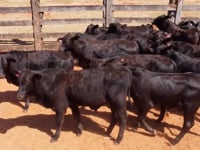 Lote 08