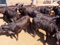 Lote 09