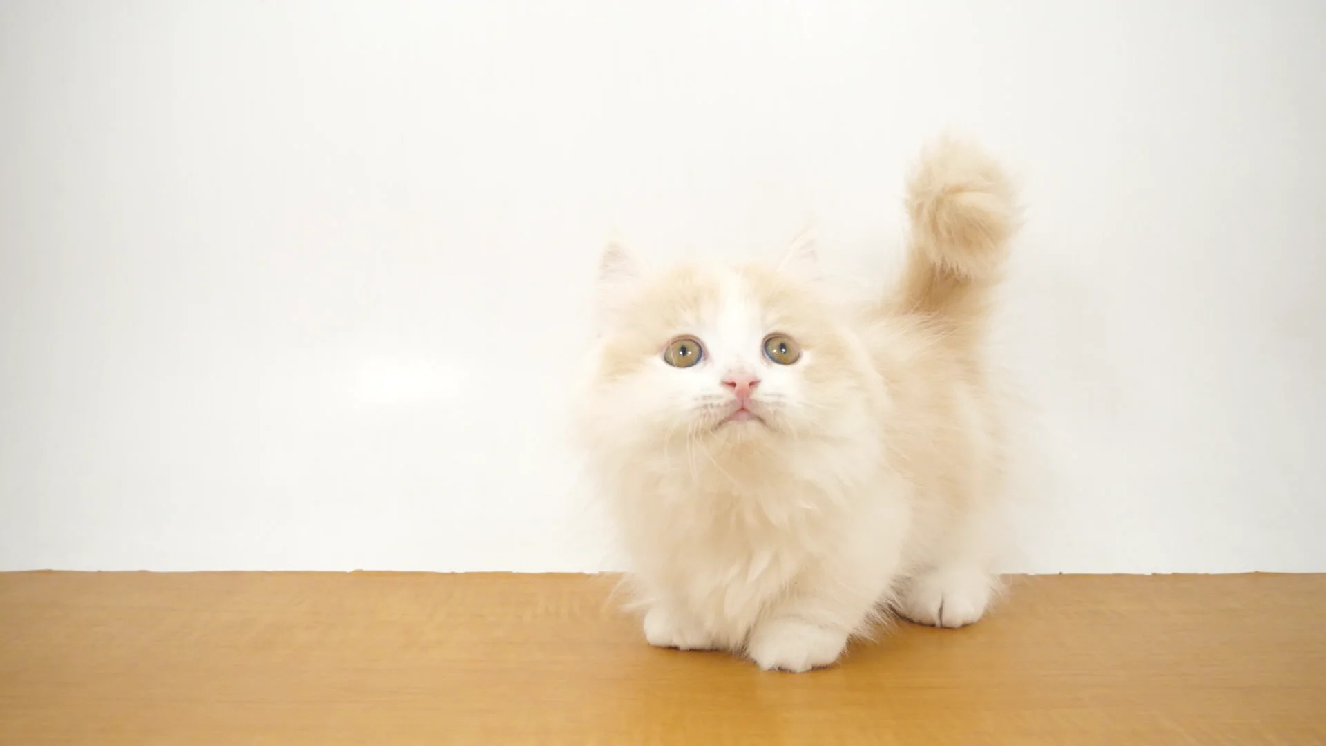 カメリア(ベージュ)短毛シュシュ、わんちゃん猫ちゃん用 ピンクフラワー(②)わんちゃん猫ちゃん用襟付き首輪 調節出来る