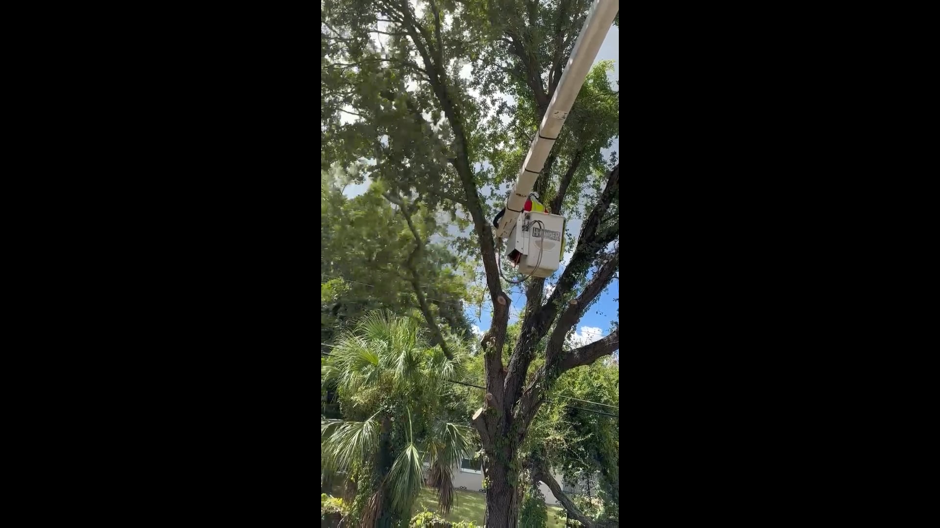 Our Reviews | Luna Quality Tree Service