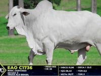 Lote 03
