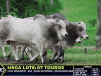 Lote 89