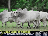 Lote 88
