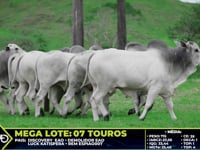 Lote 87