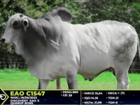 Lote 84