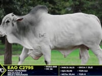 Lote 80