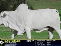 Lote 77