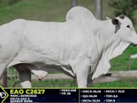 Lote 72
