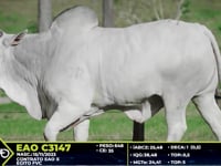 Lote 71