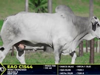 Lote 69