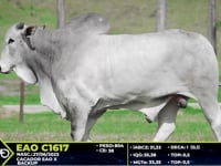 Lote 67