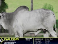 Lote 66