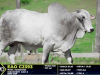 Lote 49