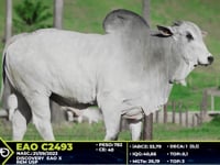 Lote 47