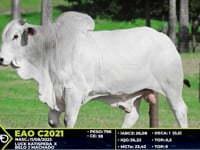 Lote 45