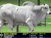 Lote 42
