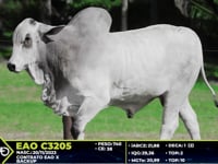 Lote 32