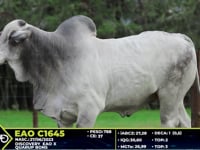 Lote 22