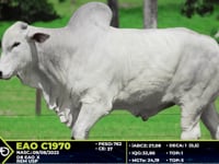 Lote 21