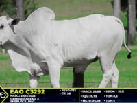 Lote 11