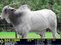 Lote 10