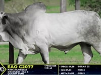 Lote 08
