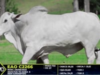 Lote 07