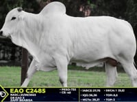 Lote 01