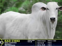 Lote 02