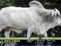 Lote 05