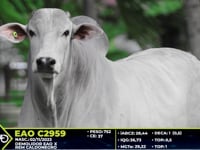 Lote 06