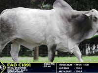 Lote 09
