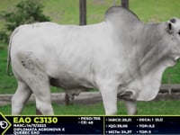 Lote 12
