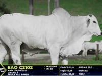 Lote 04