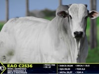 Lote 13