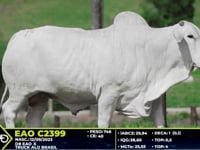 Lote 14