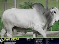 Lote 15
