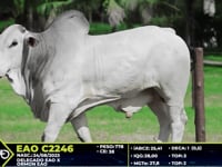 Lote 16