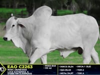 Lote 17