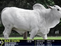 Lote 18