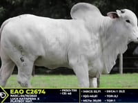 Lote 19