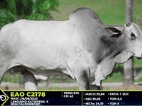 Lote 24